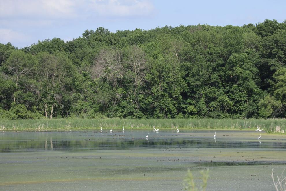 Shorebirds on Circle Lake WMA.